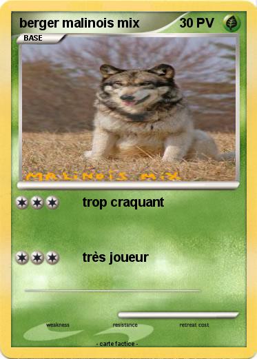 Pokemon berger malinois mix