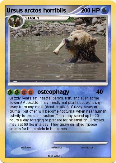 Pokemon Ursus arctos horriblis