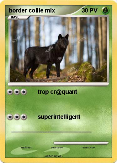 Pokemon border collie mix