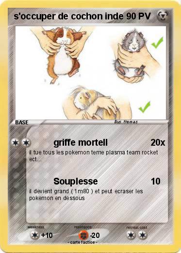 Pokemon s'occuper de cochon inde