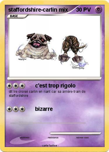 Pokemon staffordshire-carlin mix