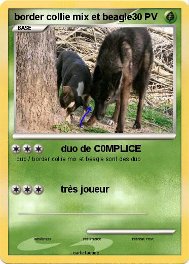 Pokemon border collie mix et beagle