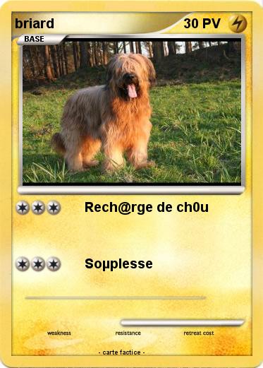 Pokemon briard