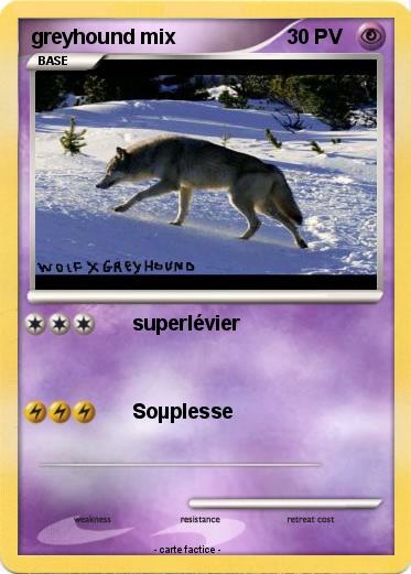 Pokemon greyhound mix