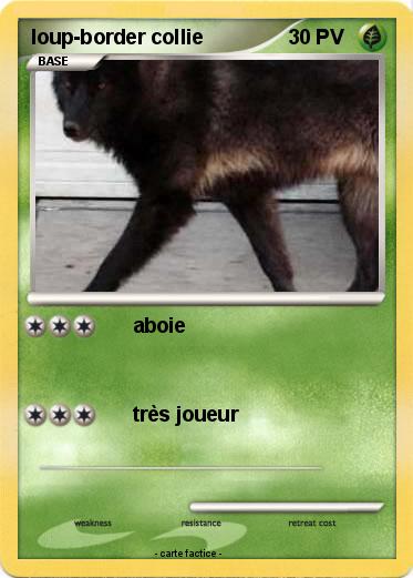 Pokemon loup-border collie