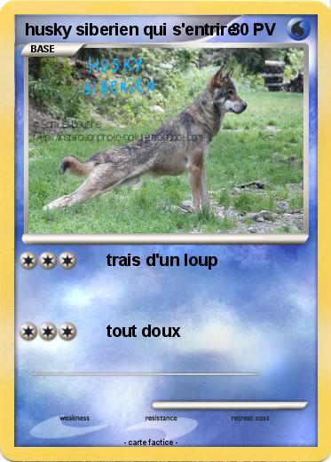 Pokemon husky siberien qui s'entrire