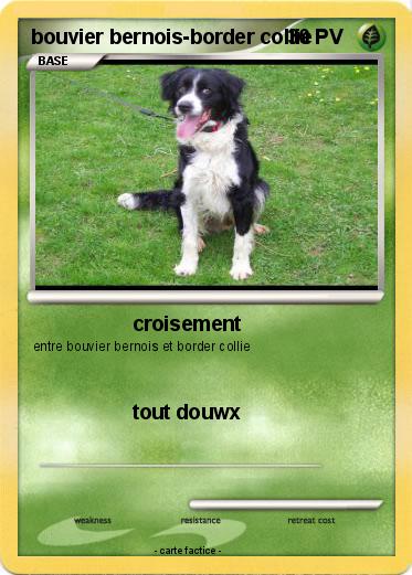 Pokemon bouvier bernois-border collie