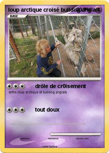 Pokemon loup arctique croisé bulldog anglais