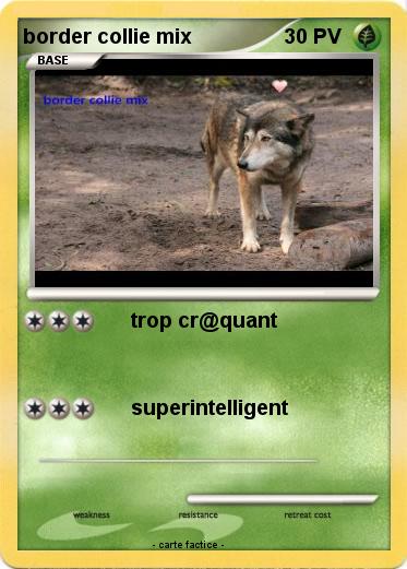 Pokemon border collie mix