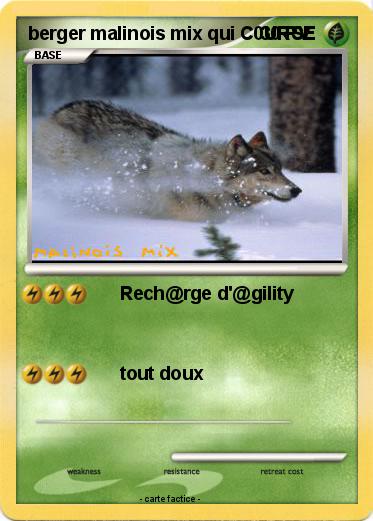 Pokemon berger malinois mix qui C0URSE