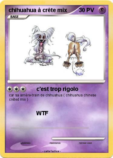 Pokemon chihuahua à crête mix