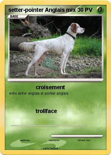 Pokemon setter-pointer Anglais mix