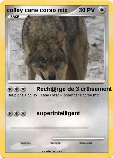 Pokemon colley cane corso mix