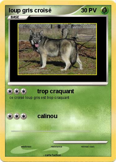 Pokemon loup gris croisé