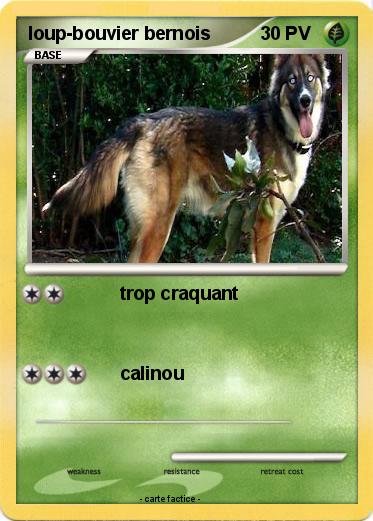 Pokemon loup-bouvier bernois