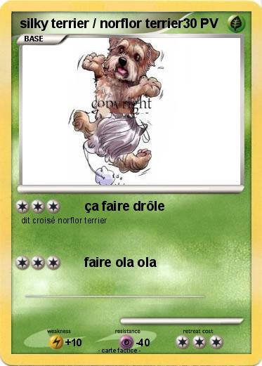 Pokemon silky terrier / norflor terrier