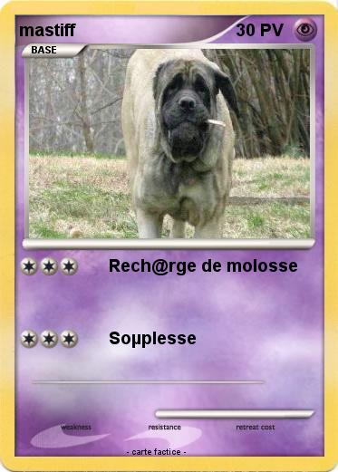 Pokemon mastiff