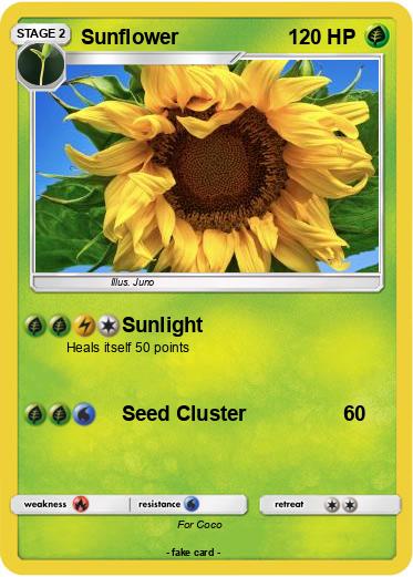 Pokemon Sunflower