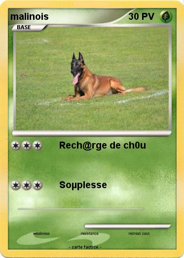 Pokemon malinois
