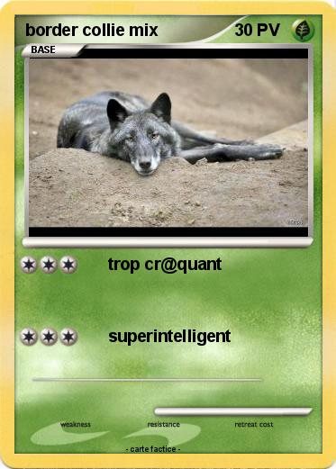 Pokemon border collie mix