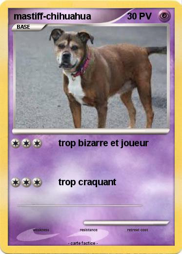 Pokemon mastiff-chihuahua