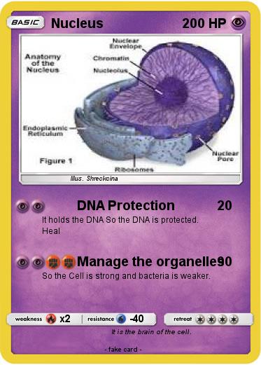 Pokemon Nucleus
