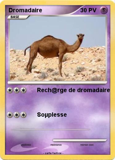 Pokemon Dromadaire