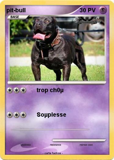 Pokemon pit-bull
