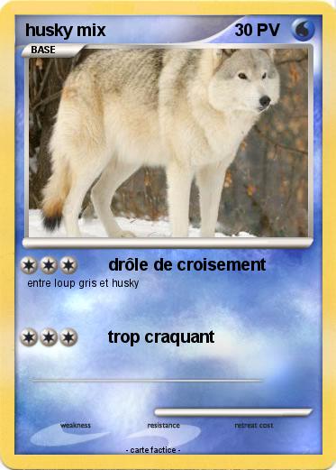 Pokemon husky mix