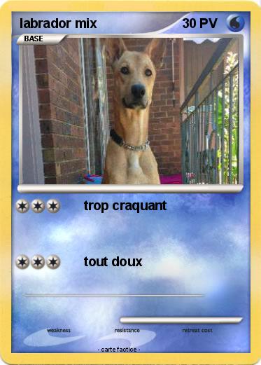 Pokemon labrador mix