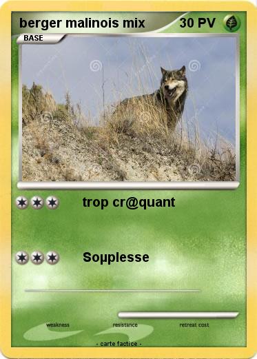 Pokemon berger malinois mix