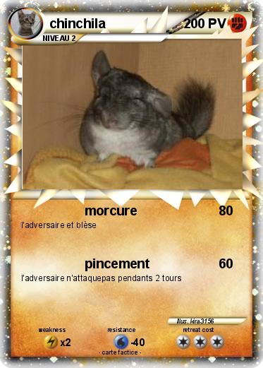 Pokemon chinchila