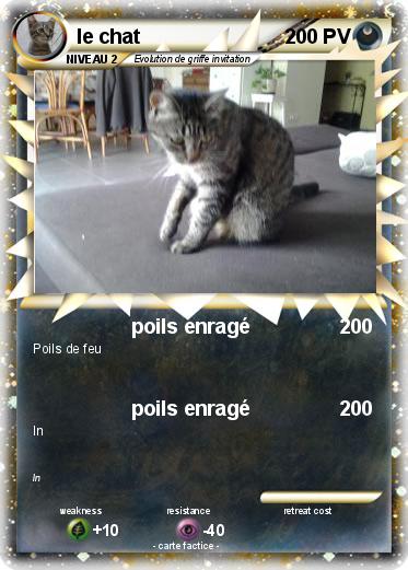 Pokemon le chat