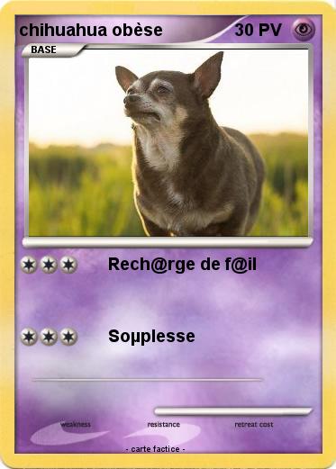 Pokemon chihuahua obèse