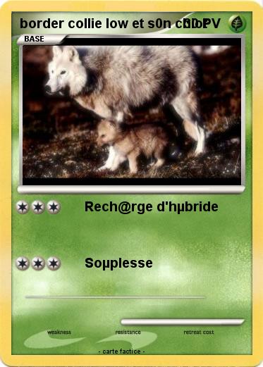 Pokemon border collie low et s0n chiot
