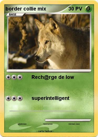 Pokemon border collie mix