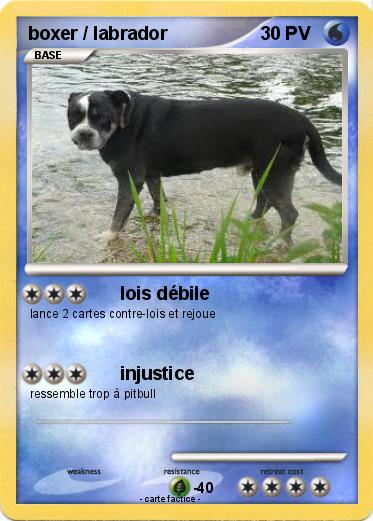 Pokemon boxer / labrador