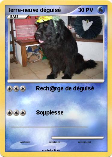 Pokemon terre-neuve déguisé