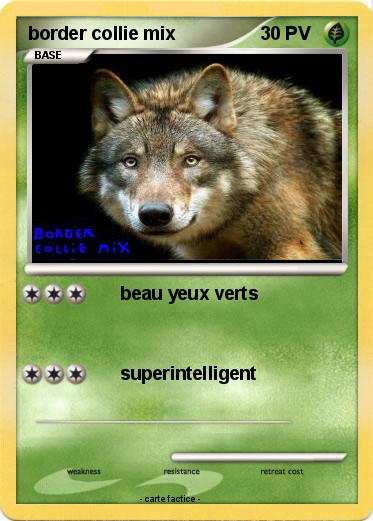 Pokemon border collie mix