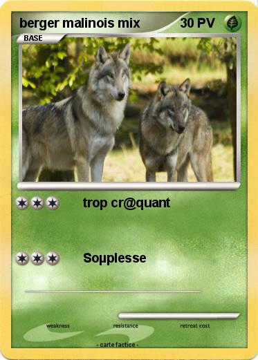 Pokemon berger malinois mix