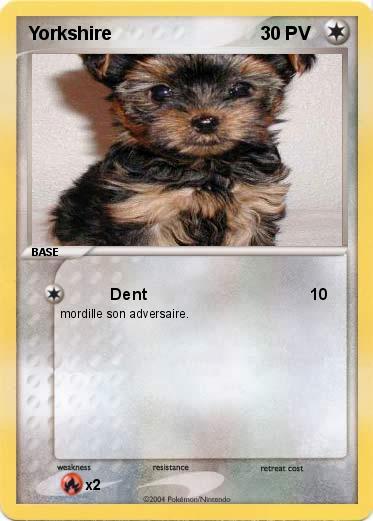 Pokemon Yorkshire