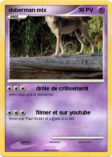 Pokemon doberman mix