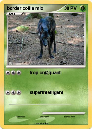 Pokemon border collie mix