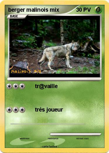 Pokemon berger malinois mix