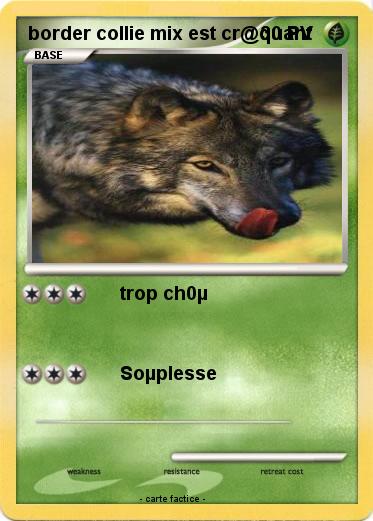 Pokemon border collie mix est cr@quant