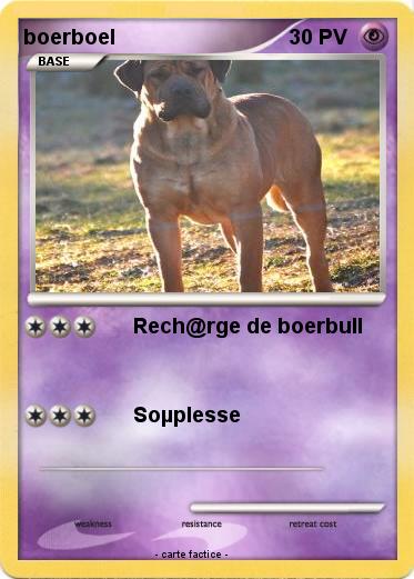 Pokemon boerboel