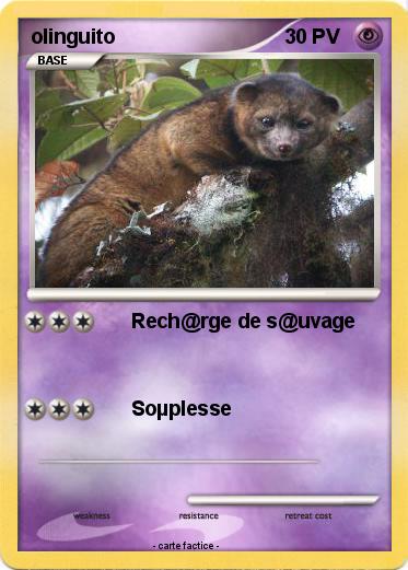 Pokemon olinguito
