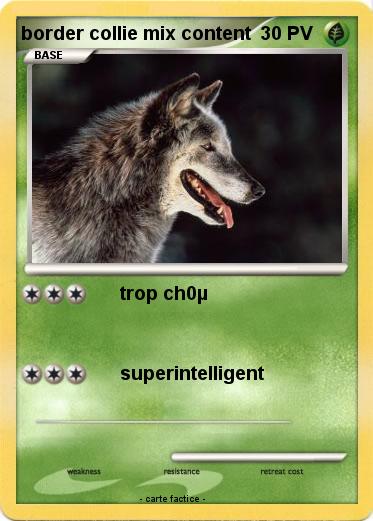 Pokemon border collie mix content