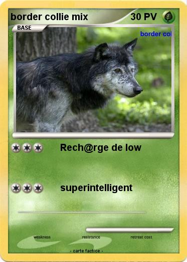 Pokemon border collie mix