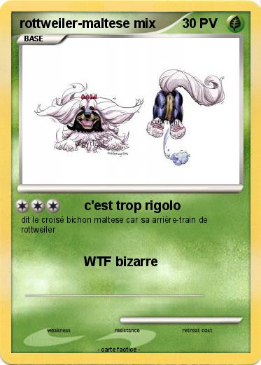 Pokemon rottweiler-maltese mix